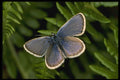 432012 Silver Studded Blue, Plebejus Argus A4 Photo Print