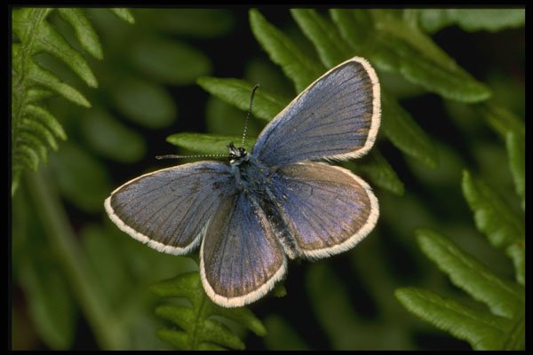 432012 Silver Studded Blue, Plebejus Argus A4 Photo Print