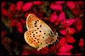 432013 Silver Studded Blue, Plebejus Argus A4 Limited Edition Watercolour Print