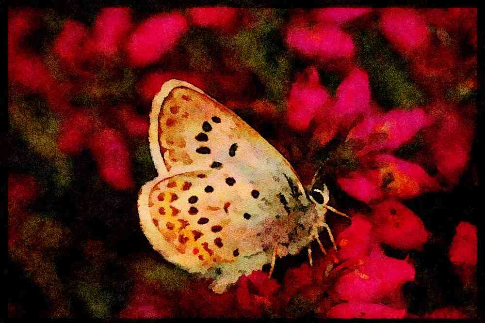 432013 Silver Studded Blue, Plebejus Argus A4 Limited Edition Watercolour Print
