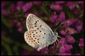 432013 Silver Studded Blue, Plebejus Argus A4 Photo Print