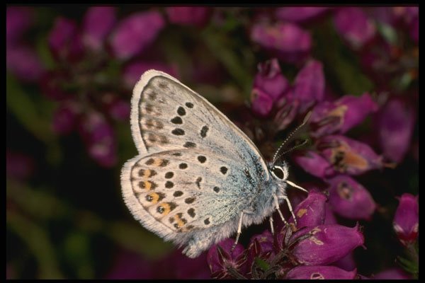 432013 Silver Studded Blue, Plebejus Argus A4 Photo Print