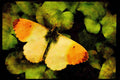 432014 Orange Tip, Anthocharis Cardimines A4 Limited Edition Watercolour Print