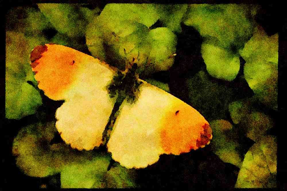 432014 Orange Tip, Anthocharis Cardimines A4 Limited Edition Watercolour Print