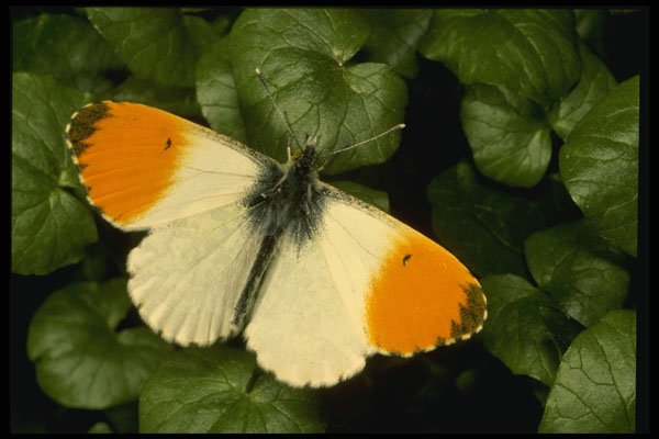 432014 Orange Tip, Anthocharis Cardimines A4 Photo Print
