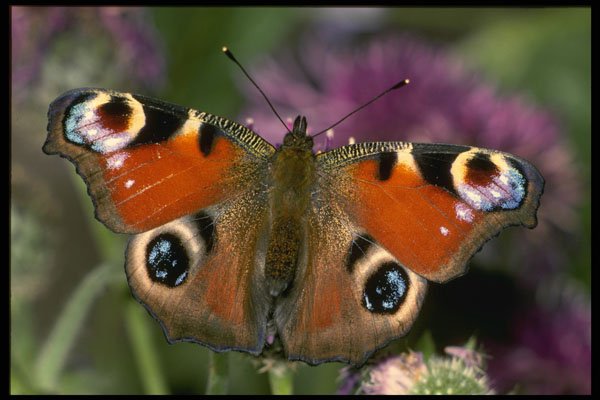 432015 Peacock, Inachis Io A4 Photo Print