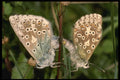 432016 Chalkhill Blue, Lysandra Coridon A4 Photo Print