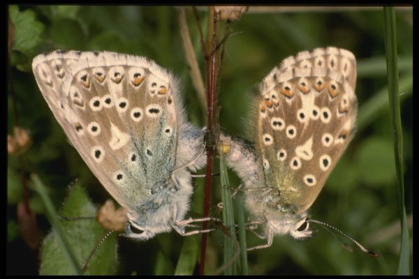 432016 Chalkhill Blue, Lysandra Coridon A4 Photo Print