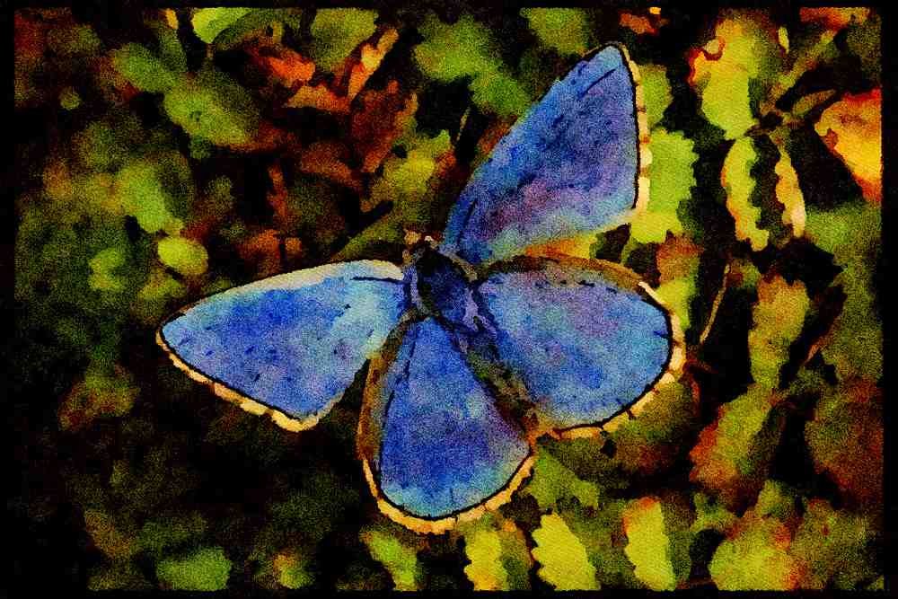 432017 Adonis Blue, Lysandra Bellargus A4 Limited Edition Watercolour Print