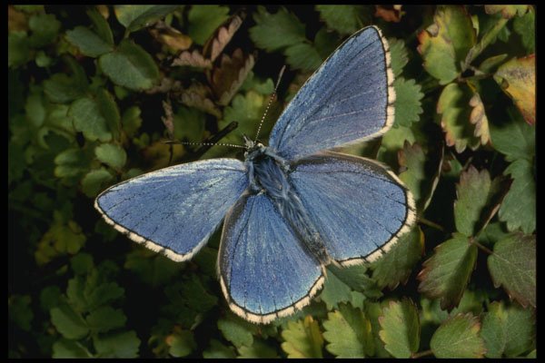 432017 Adonis Blue, Lysandra Bellargus A4 Photo Print