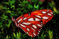 432019 Gulf Fritillary, Dione Insularis A4 Limited Edition Watercolour Print