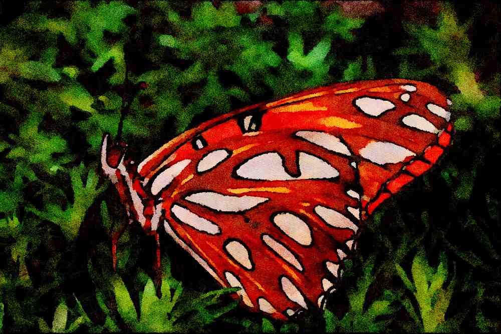 432019 Gulf Fritillary, Dione Insularis A4 Limited Edition Watercolour Print