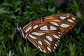 432019 Gulf Fritillary, Dione Insularis A4 Photo Print