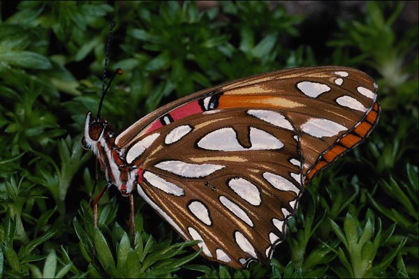432019 Gulf Fritillary, Dione Insularis A4 Photo Print