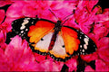 432020 African Monarch, Danaus Chrysippus A4 Limited Edition Watercolour Print