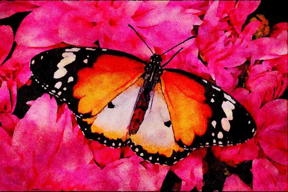432020 African Monarch, Danaus Chrysippus A4 Limited Edition Watercolour Print