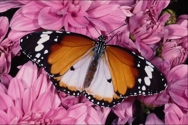432020 African Monarch, Danaus Chrysippus A4 Photo Print