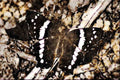 432021 Banded Purple Admiral, Basilarchia Artemis A4 Limited Edition Watercolour Print