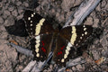 432021 Banded Purple Admiral, Basilarchia Artemis A4 Photo Print