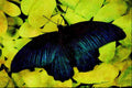 432022 Great Mormon, Papilio Memnon A4 Limited Edition Watercolour Print