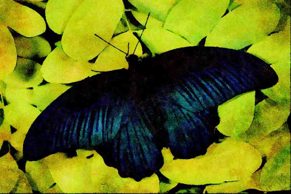 432022 Great Mormon, Papilio Memnon A4 Limited Edition Watercolour Print