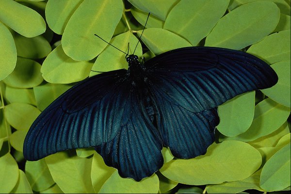 432022 Great Mormon, Papilio Memnon A4 Photo Print