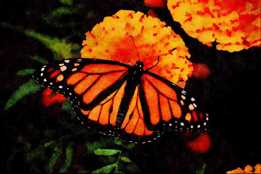 432023 Monarch, Danaus Plexipus A4 Limited Edition Watercolour Print