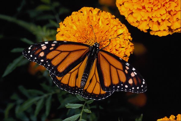 432023 Monarch, Danaus Plexipus A4 Photo Print