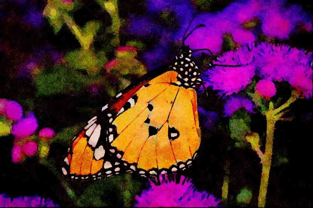 432024 African Monarch, Danaus Chrysippus A4 Limited Edition Watercolour Print