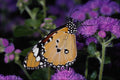 432024 African Monarch, Danaus Chrysippus A4 Photo Print