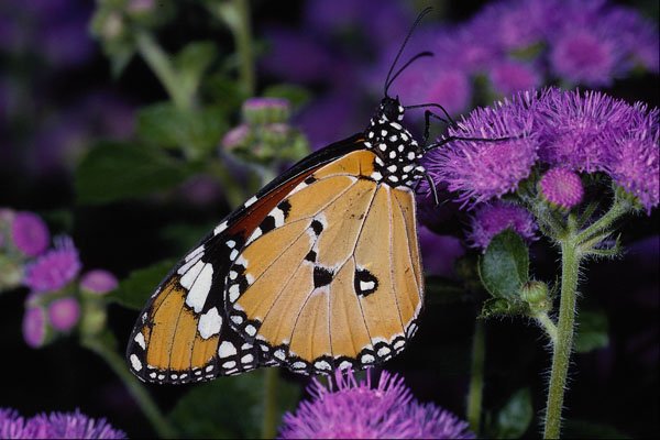 432024 African Monarch, Danaus Chrysippus A4 Photo Print
