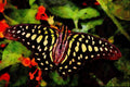 432025 Green Spotted Triangle, Graphium Agamemnon A4 Limited Edition Watercolour Print