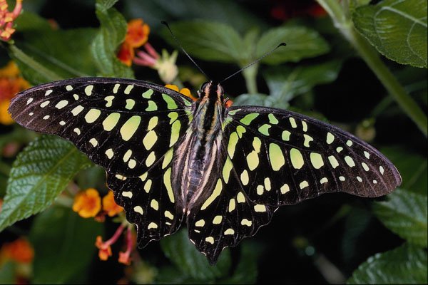 432025 Green Spotted Triangle, Graphium Agamemnon A4 Photo Print