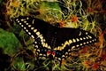 432026 Maritime Swallowtail, Papilio Bretansis A4 Limited Edition Watercolour Print