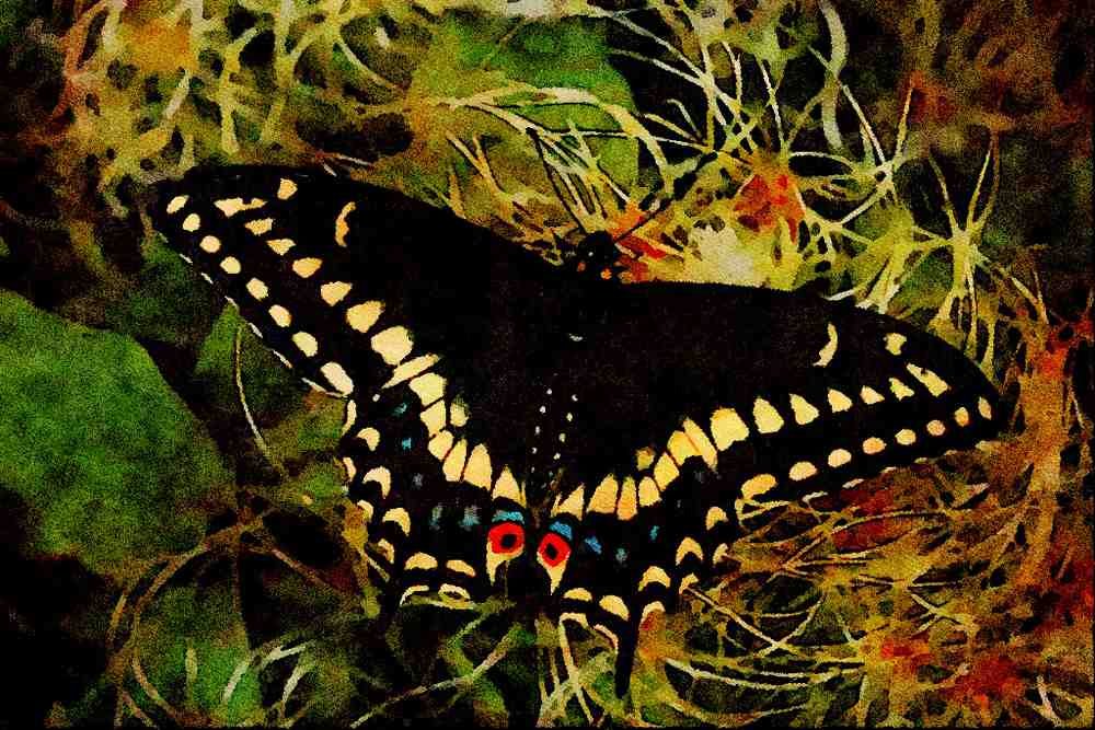 432026 Maritime Swallowtail, Papilio Bretansis A4 Limited Edition Watercolour Print