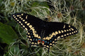 432026 Maritime Swallowtail, Papilio Bretansis A4 Photo Print