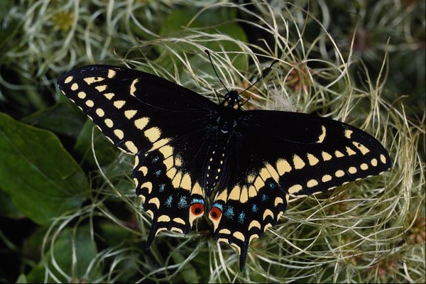 432026 Maritime Swallowtail, Papilio Bretansis A4 Photo Print