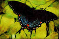 432027 Spicebush Swallowtail, Papilio Troilus A4 Limited Edition Watercolour Print