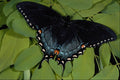 432027 Spicebush Swallowtail, Papilio Troilus A4 Photo Print