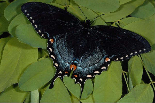 432027 Spicebush Swallowtail, Papilio Troilus A4 Photo Print