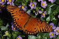 432028 Gulf Fritillary, Dione Insularis A4 Photo Print