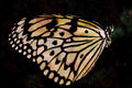 432029 Greater Tree Nymph, Idea Leuconoe A4 Limited Edition Watercolour Print