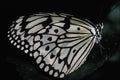 432029 Greater Tree Nymph, Idea Leuconoe A4 Photo Print