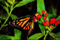 432030 Monarch, Danaus Plexippus A4 Limited Edition Watercolour Print