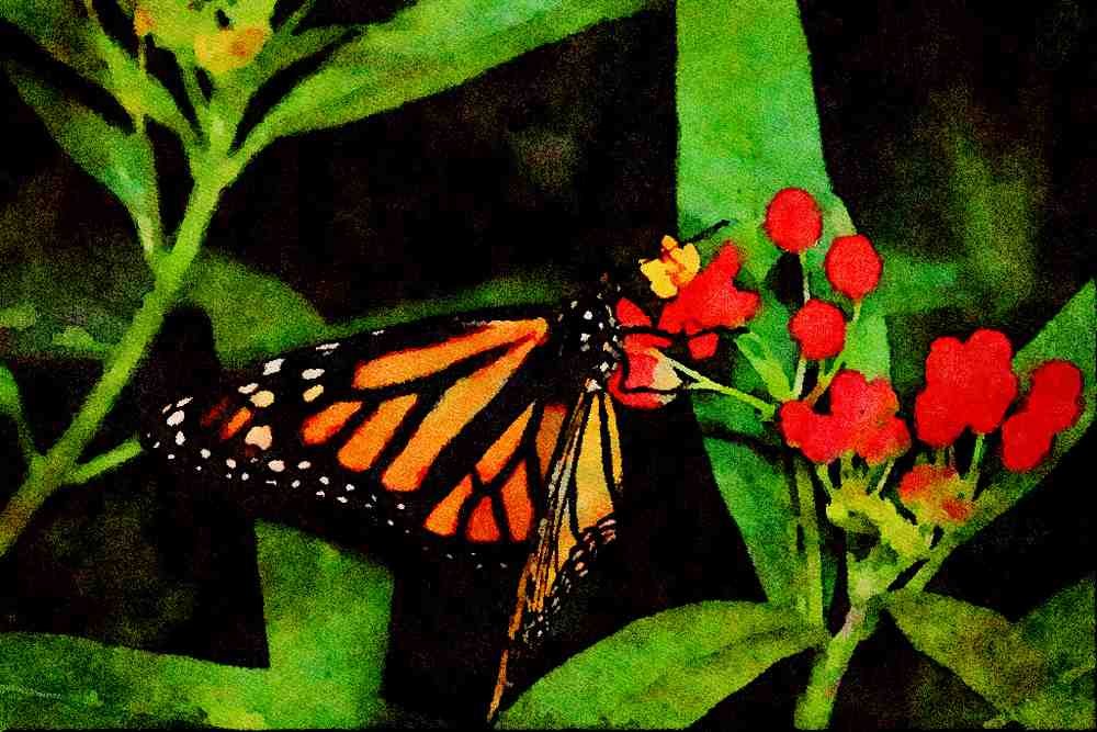 432030 Monarch, Danaus Plexippus A4 Limited Edition Watercolour Print