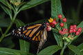 432030 Monarch, Danaus Plexippus A4 Photo Print