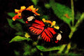 432031 The Postman, Heliconius Melpomene A4 Limited Edition Watercolour Print