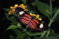 432031 The Postman, Heliconius Melpomene A4 Photo Print