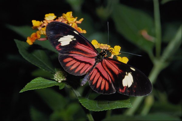 432031 The Postman, Heliconius Melpomene A4 Photo Print