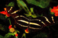 432032 Zebra Butterfly, Heliconius Charitonius A4 Limited Edition Watercolour Print